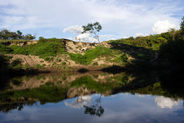 Brazilian Nature Scenario