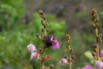 Insect on the flower