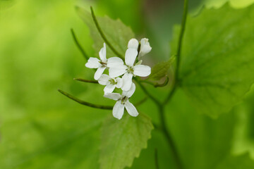 Flowers of the garlic mustard (Alliaria petiolata) by a stram bank.