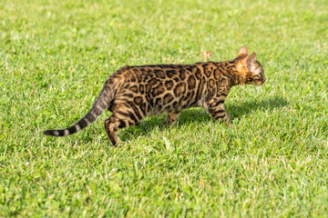 Bengal Cat Walking on Grass