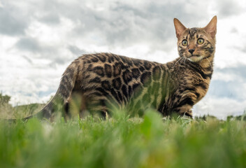 Bengal Cat in Nature