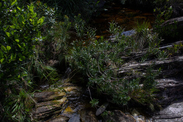 Grasses around the river