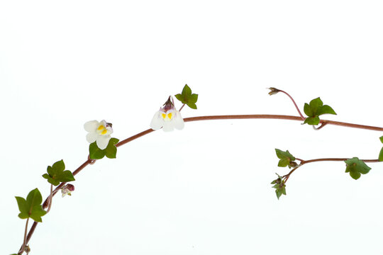 Bl&uuml;ten, Bl&auml;tter und fadenf&ouml;rmige St&auml;ngel des Zimbelkraut.