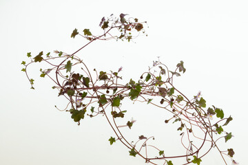 Blüten, Blätter und fadenförmige Stängel des Zimbelkraut.