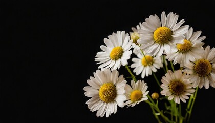 chamomile flower on black background