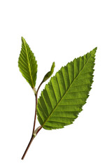Twig of the European hornbeam (Carpinus betulus) with  fresh leaves in May