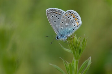 A common blue (Polyommatus icarus) perching on a flower