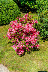 Japanese Garden Red Flowers