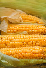 Fresh ripe organic yellow sweet corn cobs close up. appetizing corn ears background. soft focus