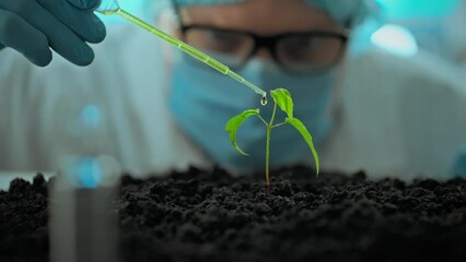 Close-up of liquid dripping from a pipette onto a seedling, helping to study the effects of chemicals on its development. Scientific researcher conducting an experiment