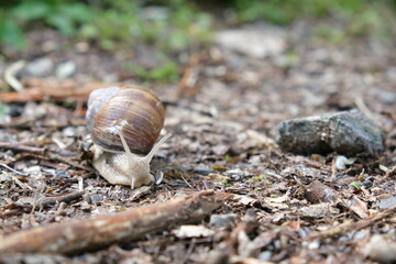 Weinbergschnecke
Helix pomatia
Schneckenbild
Wald
