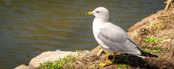 Seagull on a shoreline ready to take flight