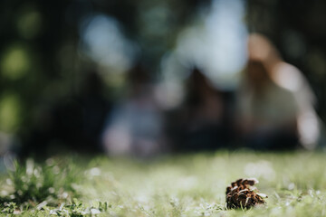 An atmospheric shot capturing the essence of a serene day in the park, with focus on a pine cone...