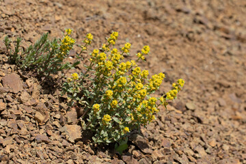 Cremian beauty (Cruciata taurica) in a stony habitat in Tokat province