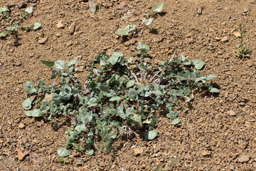 Foliage of Jurinea sp. in a stone habitat