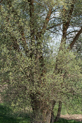 n a farmland, goat willow (Salix caprea) tree, a species from the willow family Salicaceae.
