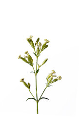A creamy flowering Silene species
