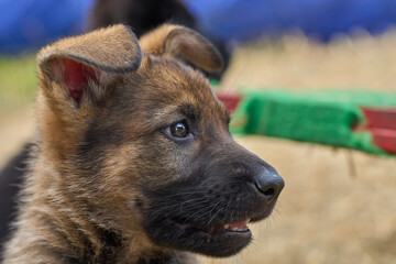 Beautiful German Shepherd puppies playing in their enclosure on a spring day in Skaraborg Sweden