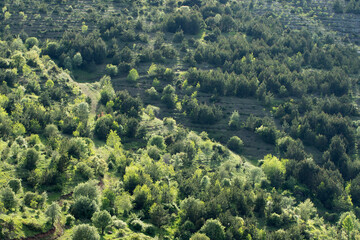A young forest created by artificial planting