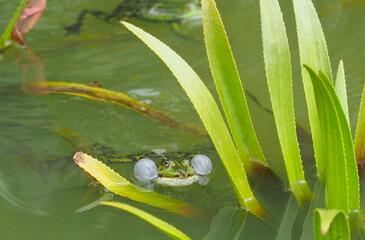 Grüner männlicher Teichfrosch mit Schallblasen schwimmt im Tümpel	
