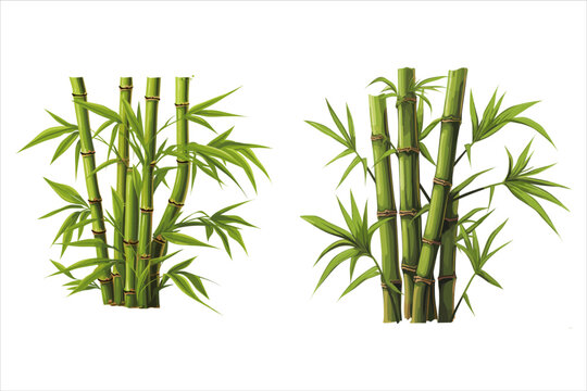 A cluster of bamboo with green Leaves and stems against a white background. BAMBOO VECTOR.
