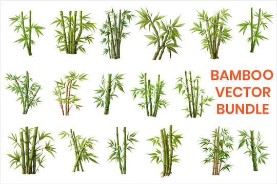 A cluster of bamboo with green Leaves and stems against a white background. BAMBOO VECTOR.
