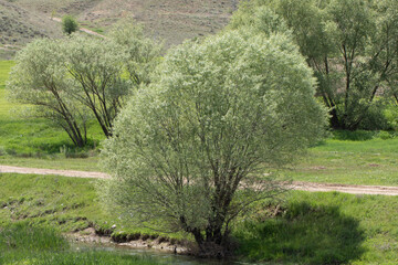White willow (Salix alba) trees by the bank of Kizilirmak river © cilicia