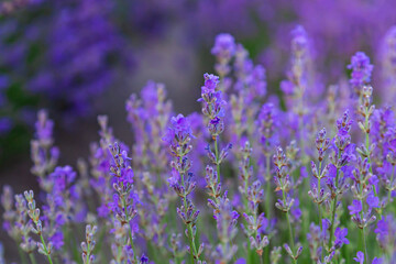 Purple blooming flowers in the lavender fields in the Provence mountains.