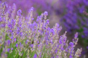 Violet lavender flowers close up. Beautiful blooming purple flowers. French romance scenery.