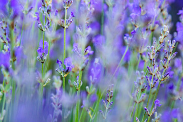 Violet lavender flowers close up. Beautiful blooming purple flowers.  French romance scenery.