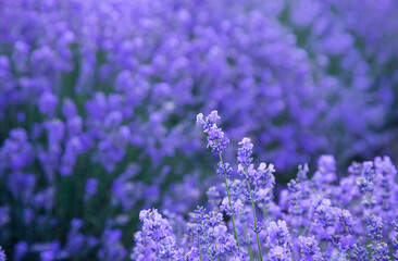 Violet lavender flowers close up. Beautiful blooming purple flowers. French romance scenery.	