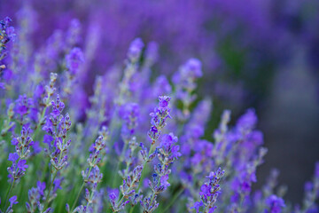 Obraz premium Violet lavender flowers close up. Beautiful blooming purple flowers. French romance scenery. 