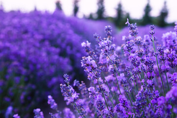 Violet lavender flowers close up. Beautiful blooming purple flowers field.  French romance scenery.