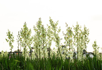 Campanula persicafolia  blossoming meadow against light sunrise sky. White Bell flower against green summer garden wall.	