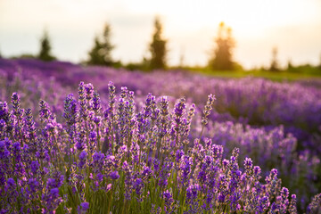 Sunset gleam over purple flowers of lavender.  Beautiful image of lavender field closeup. Lavender...