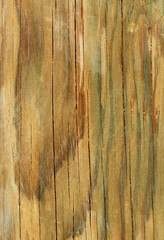 Timber texture of the oriental spruce (Picea orientalis) used as phoneline pole