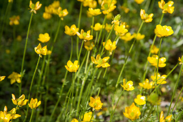 Fototapeta premium The Jerusalem butercup (Ranunculus millefoliatus) plant blooming