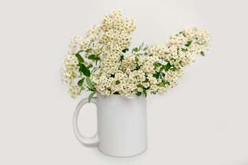 Bouquet of white spirea in a white mug. On a white background.