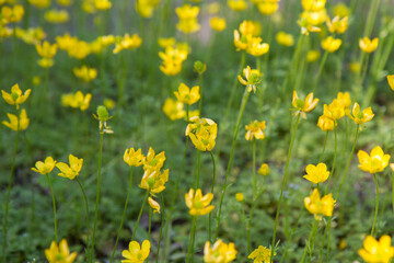 The Jerusalem butercup (Ranunculus millefoliatus) plant blooming