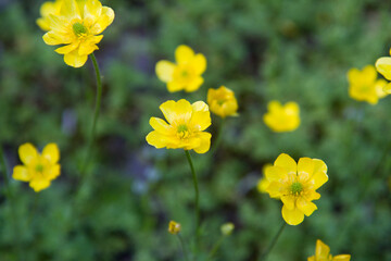 The Jerusalem butercup (Ranunculus millefoliatus) plant blooming