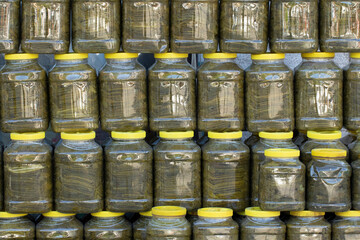 Fototapeta premium Wrapping vine leaves for making sarma, a kind of starter dish