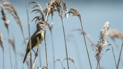 a bird perched on the reeds