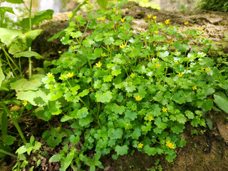 Blooming yellow stone-cracker (Saxifraga cymbalaria) (Sarı taşkıran in Turkish) 