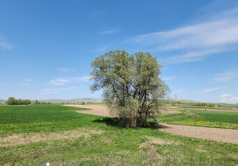 In a farmland, a sorgun or goat willow (Salix caprea) tree, a species from the willow family Salicaceae.