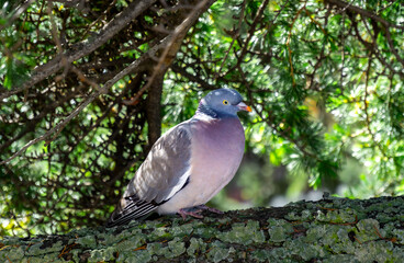 Columba palumbus