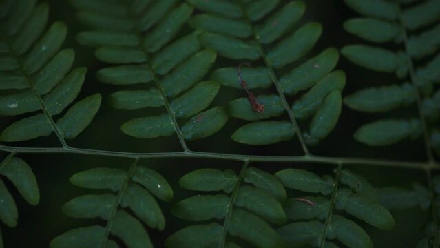 Forest foliage creates a picturesque green background. Fern leaves and grass sway in the wind. Tropical plants predominate among the diverse flora. Exotic vegetation thrives in the wild