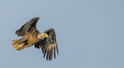 Bald Eagle in Flight at Sunrise