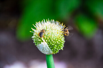 Biene sammelt Nektar auf einer grünen Pflanze