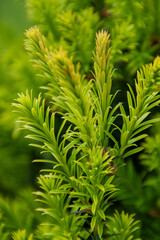 Grünes Nadelgewächs