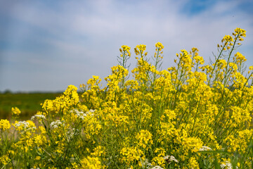 Close and selective focus of yellow cow parsley growing wild in the Norfolk countryside
